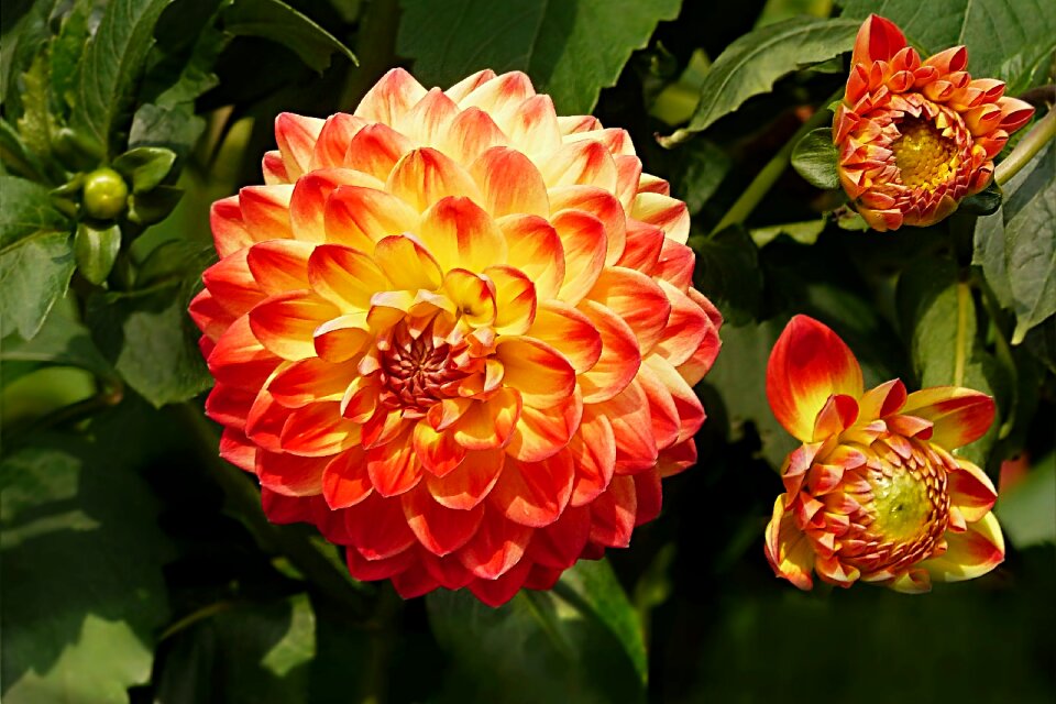 Orange yellow bud summer