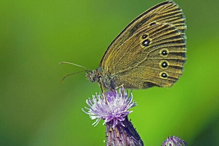Butterfly insect chimney sweep