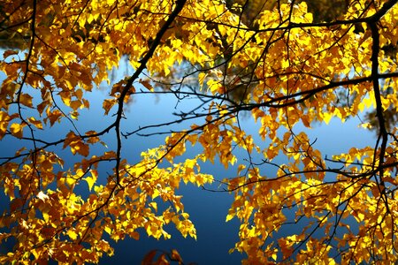 Road yellow leaves autumn foliage photo