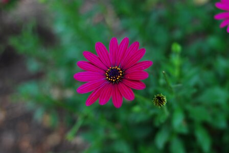 Plant summer garden photo