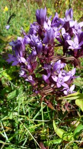 Flowers blue violet mountain meadow