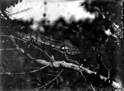 Neg 13741 Kaudern Maguga 1912 Kameleont (full neg) Bild 21743. Madagaskar - SMVK - 021743 photo