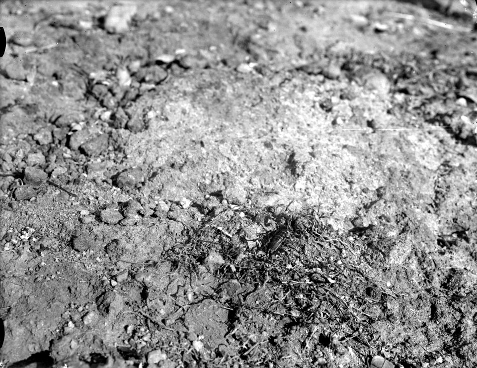 Neg 13747 Kaudern obestämt motiv skorpion Bild 21749 1. Madagaskar - SMVK - 021749
