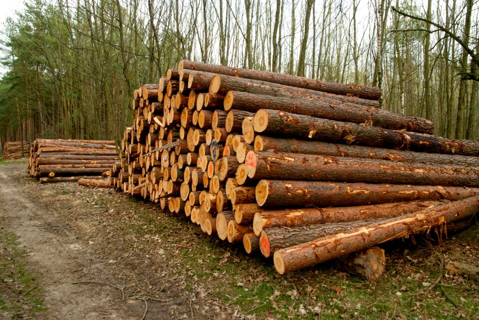 Woods nature holzstapel