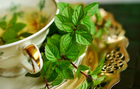 Tee leaves medicinal herbs photo