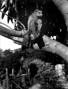 Neg.nr 13750 Bild.nr 21752 Kaudern näsapa av nå´t slag. Madagaskar - SMVK - 021752