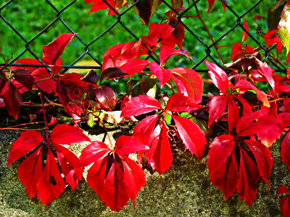 Foliage nature plant