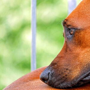 Eyes snout portrait