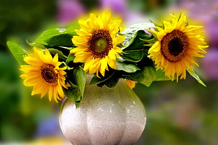 Sunflower helianthus annuus vase photo