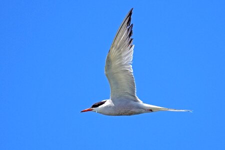 Tern birds nature photo