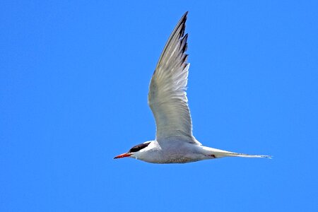 Tern birds nature