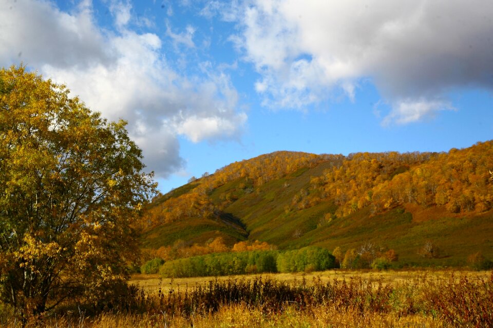 Forest trees birch photo