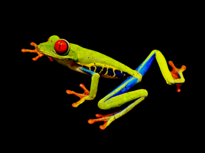 Frog red eyes hop