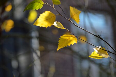 Branch outdoor season photo