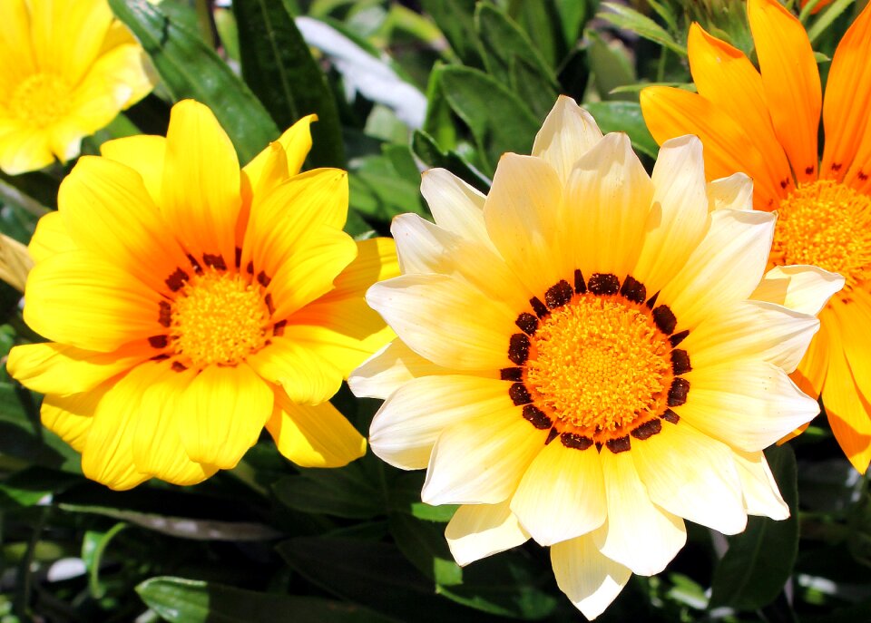 Nature flowering yellow