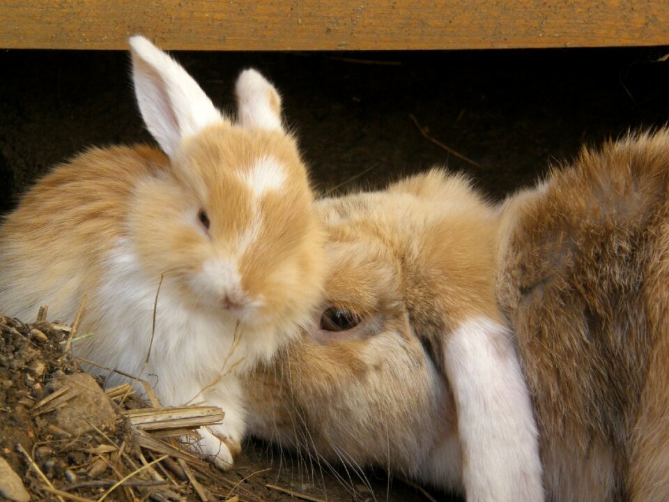 Rodent mammal mother daughter