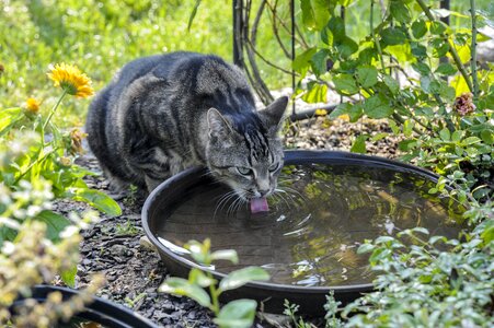 Drinking water nature animal