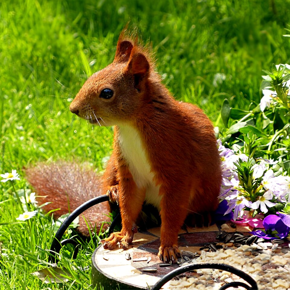 Squirrel sciurus vulgaris major foraging