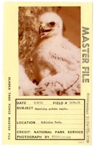 Nestling golden eagle (33393638122)
