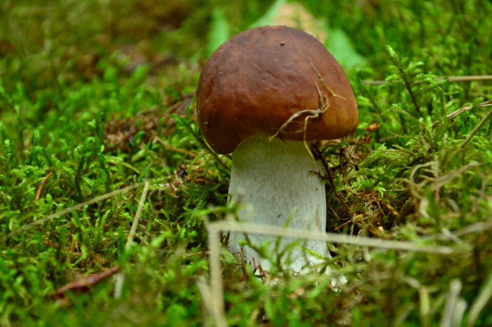 Boletus noble forest litter