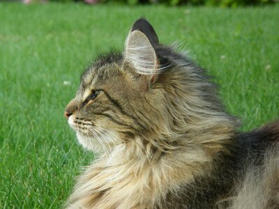Portrait norwegian forest cat animal