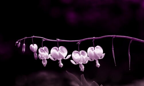 Garden heart pink