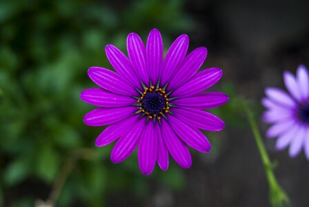 The flower more beautiful flower Free photos