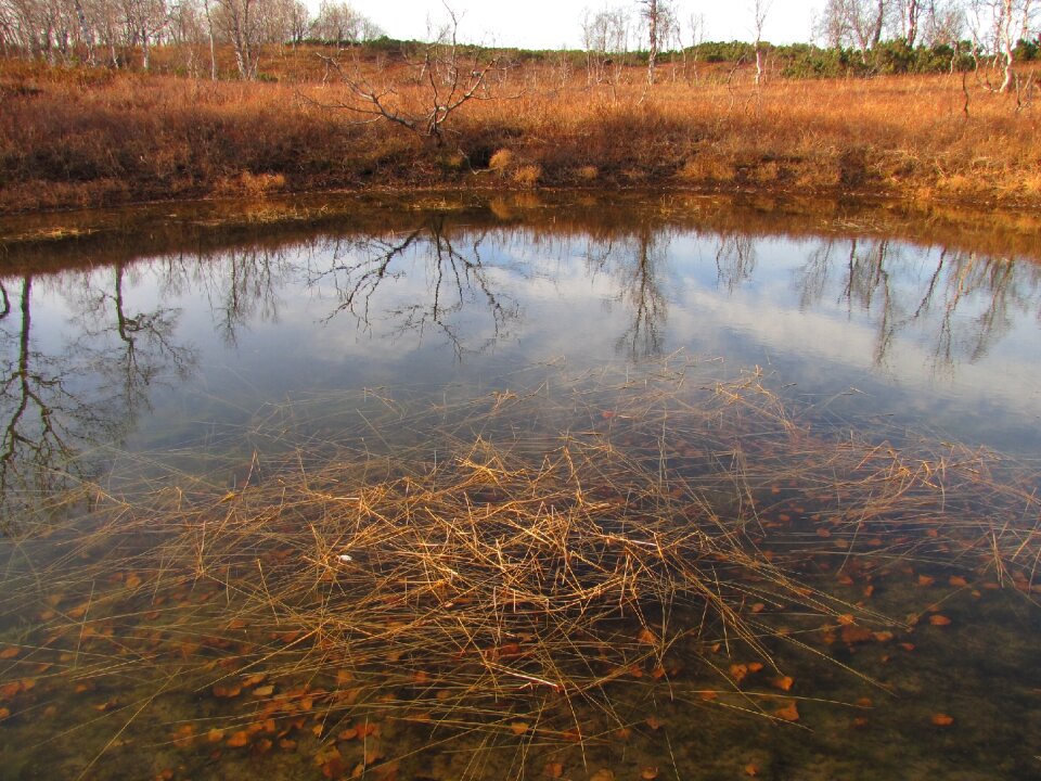 Autumn tundra grass