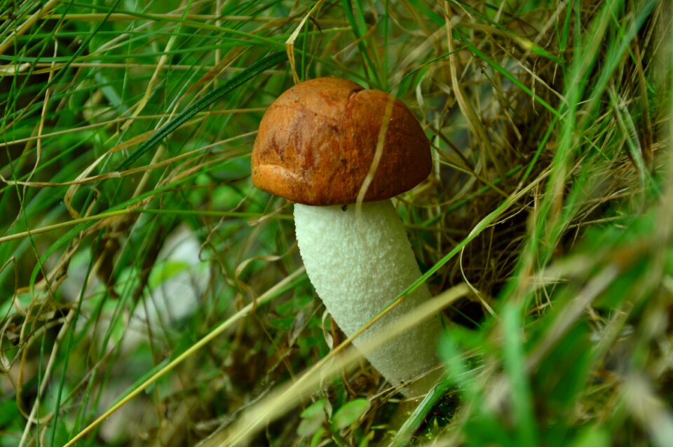 Mushroom leccinum scabrum red