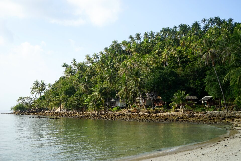 Nature tropical tree