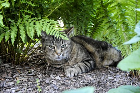 Cat hiding place fern