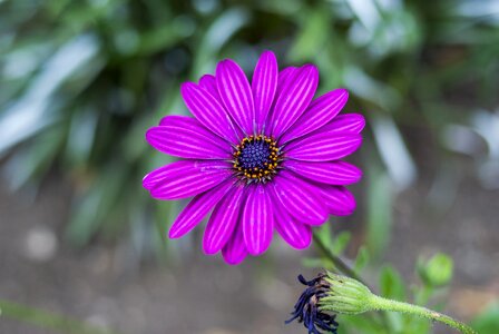 Plant flower summer