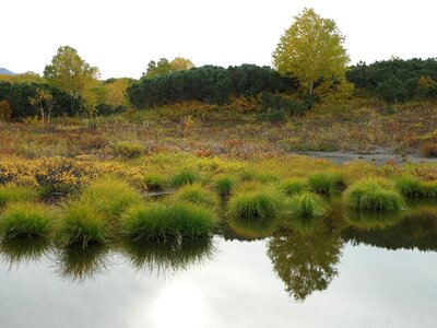 Autumn tundra bumps