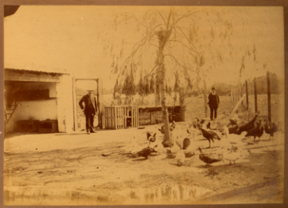 MG-05-045 (Un patio con aves)