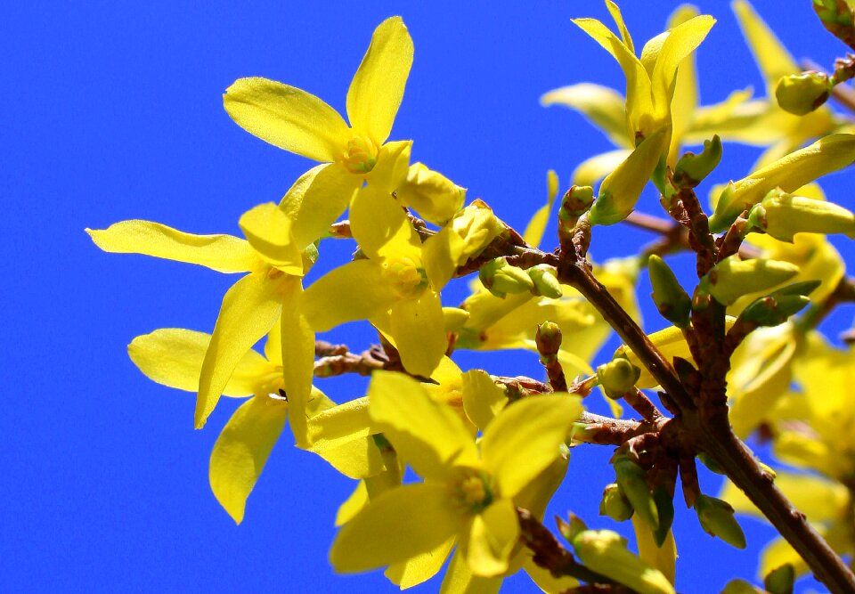 Spring april yellow flowers