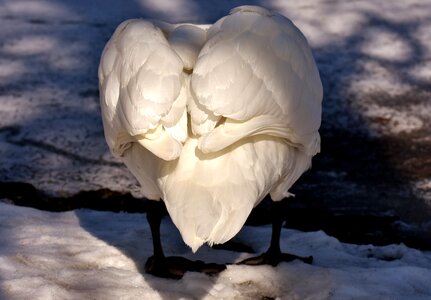 White animal world bird photo