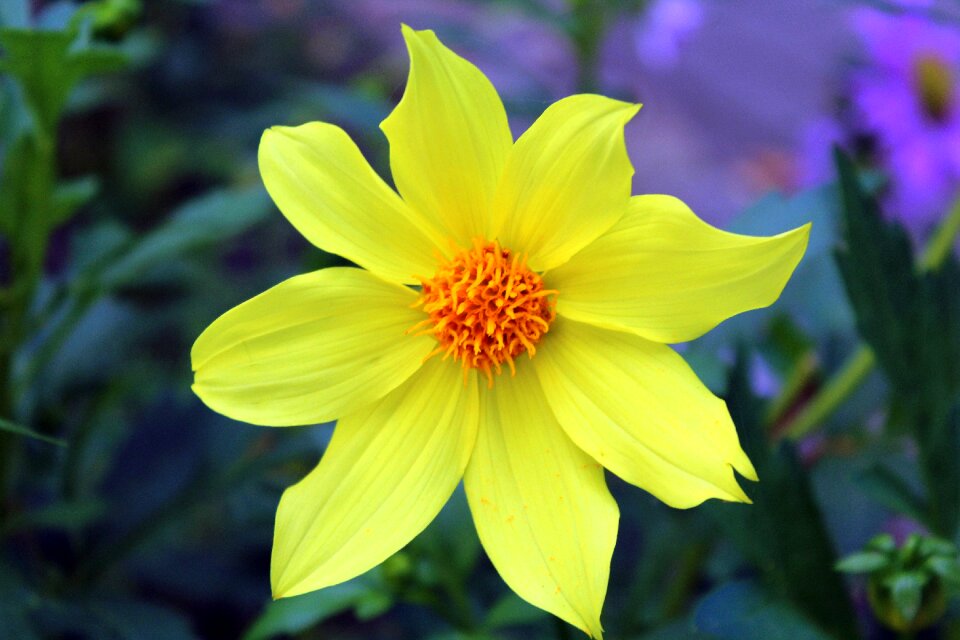 Nature plant closeup