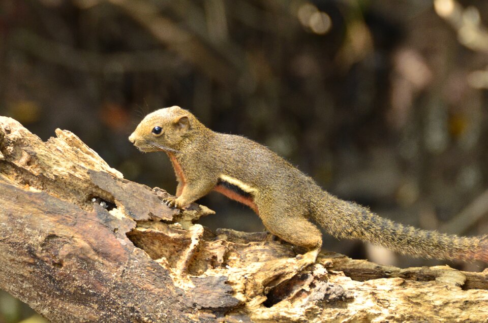 Animal little mammal