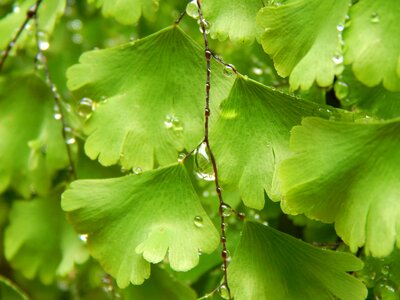 Green wet drops