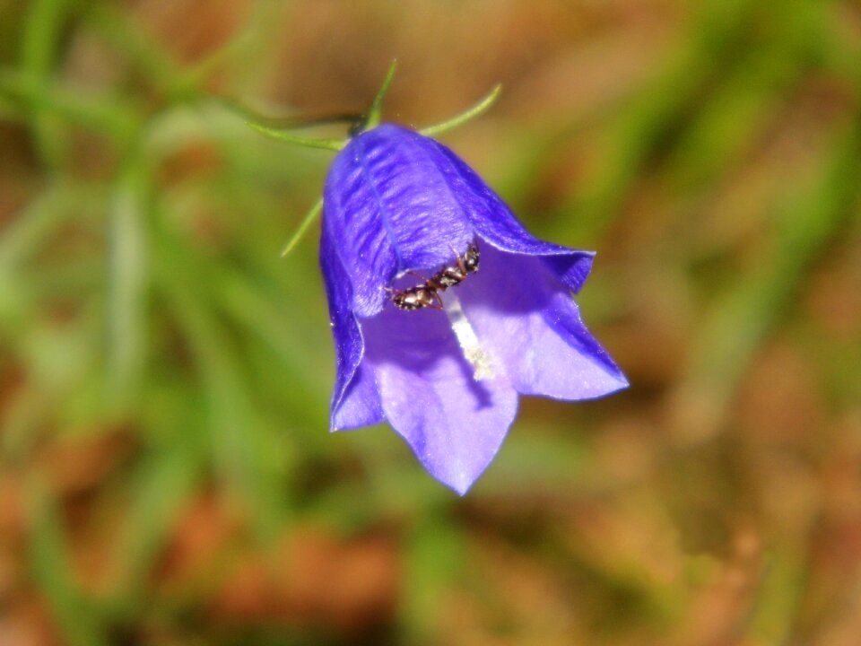 Plant insect blossom