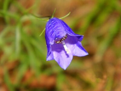 Plant insect blossom