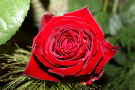 Petal in love love