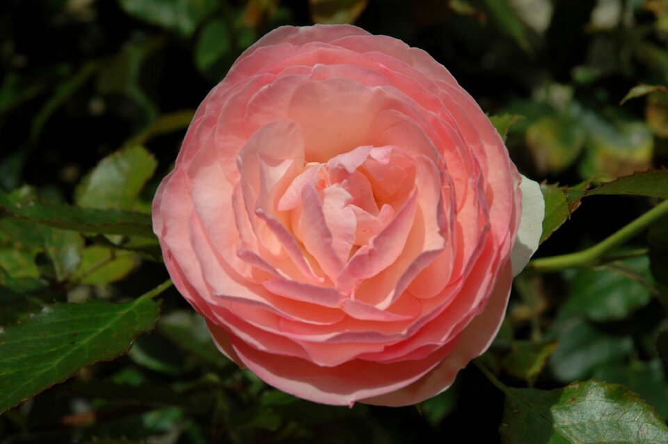 Flower rose blooms close up