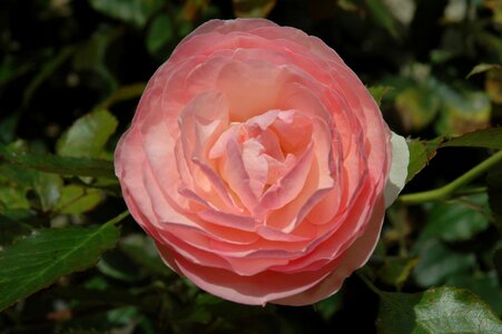 Flower rose blooms close up