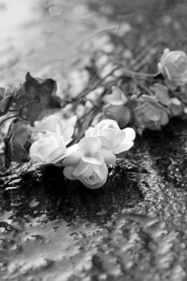 Miniature roses black and white