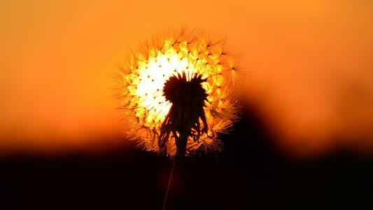 East sun dandelion photo