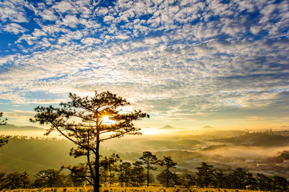 Pine trees sky clouds