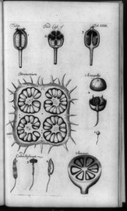 Microscope studies of structure of different types of seeds- tulip, stramonium, anagallis, coded arsmart, and azarum LCCN92516686