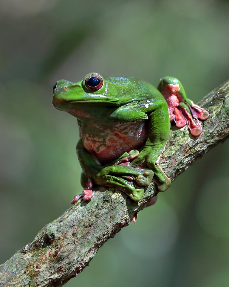 Wildlife green frog ninh binh vietnam
