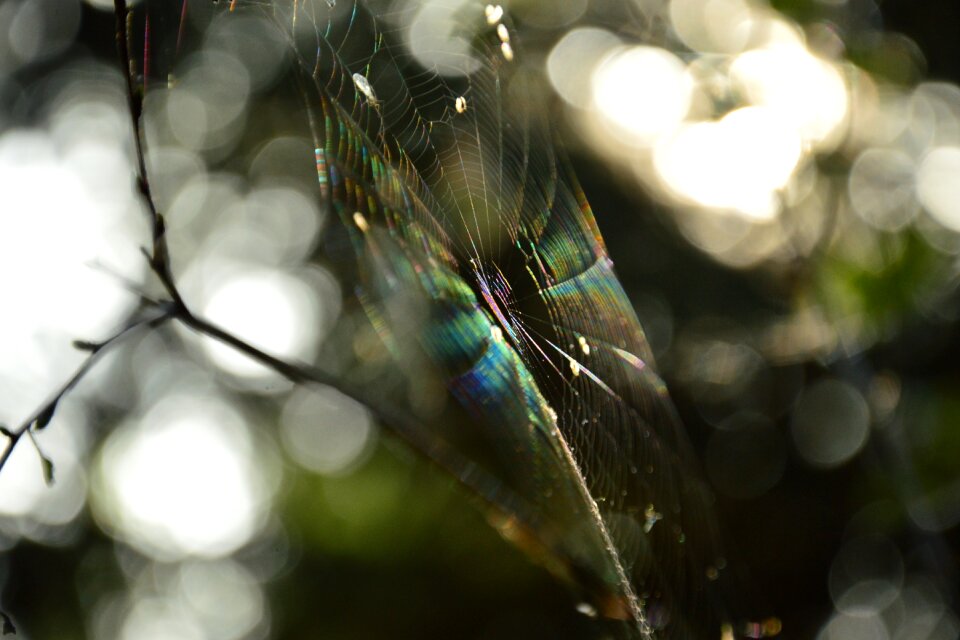 Cobweb the rays sun